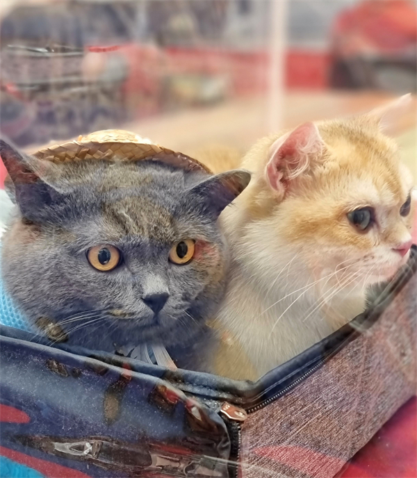 MG不朽情缘(中国区)官网首页