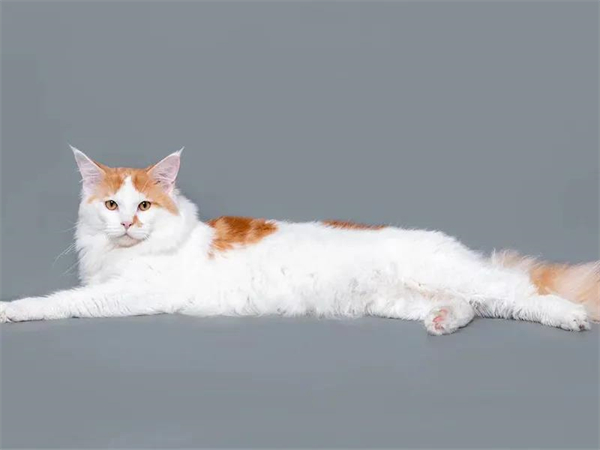 MG不朽情缘(中国区)官网首页