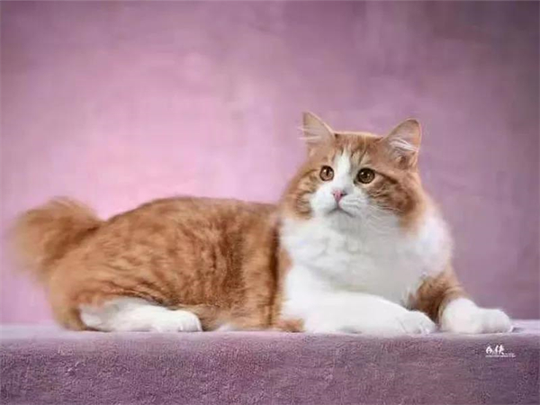 MG不朽情缘(中国区)官网首页