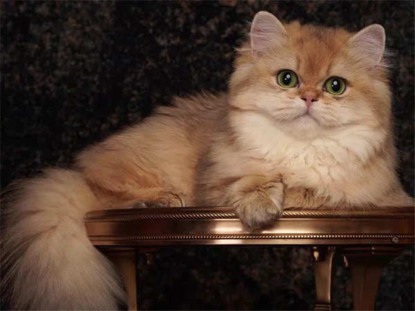 MG不朽情缘(中国区)官网首页