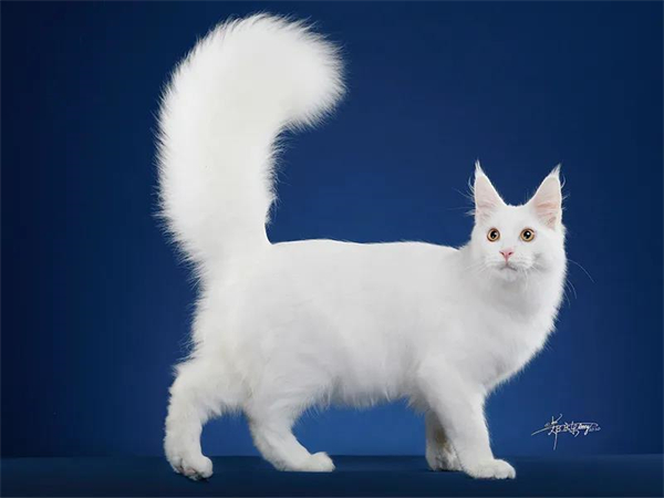 MG不朽情缘(中国区)官网首页